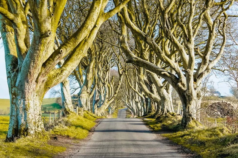 Belfast: Giant's Causeway, Dark Hedges, and Dunluce Castle - From Chichester Street to Antrim, and why the coach matters