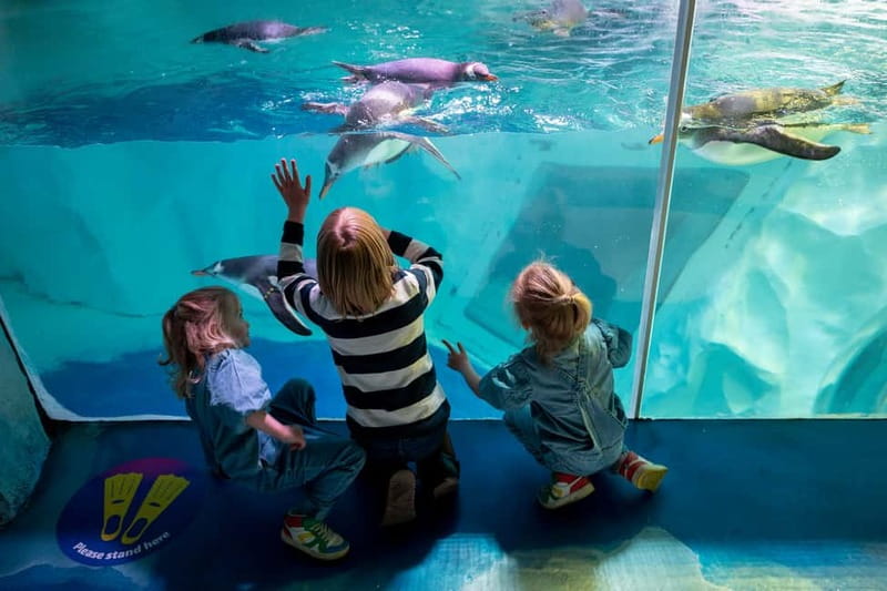 Birmingham: National Sea Life Centre Entrance Ticket - Interactive Rockpool, sea stars and urchins you can actually reach