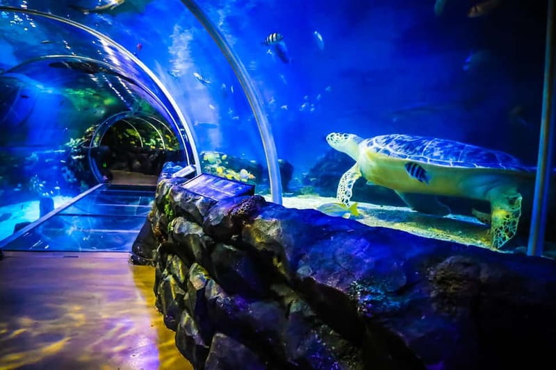 Birmingham: National Sea Life Centre Entrance Ticket - Sharks, rays, turtles, piranhas, and jellyfish, the big creatures in one circuit