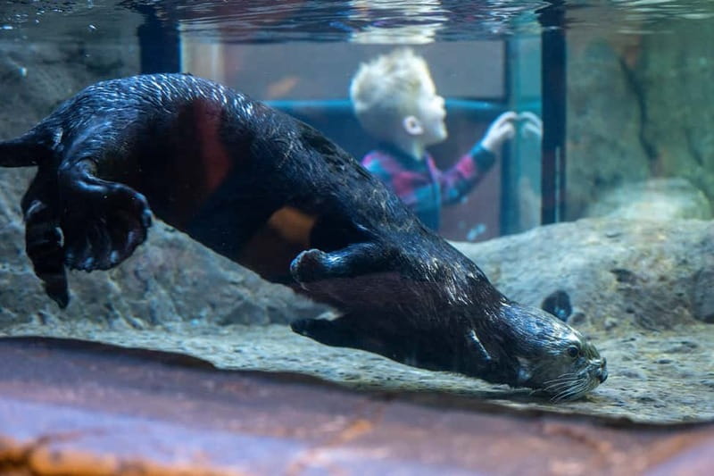 Birmingham: National Sea Life Centre Entrance Ticket - Timing and what to bring for a no-stress 1 day visit