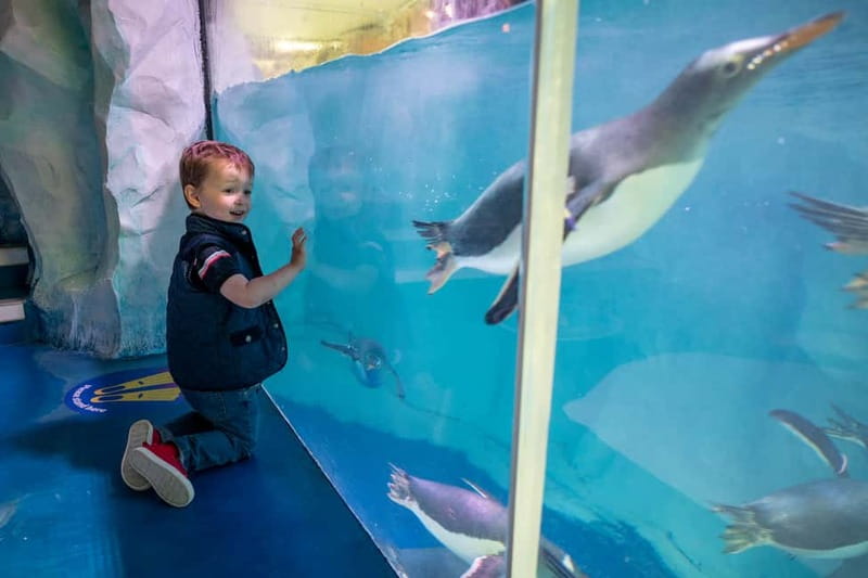 Birmingham: National Sea Life Centre Entrance Ticket - Who should buy this ticket