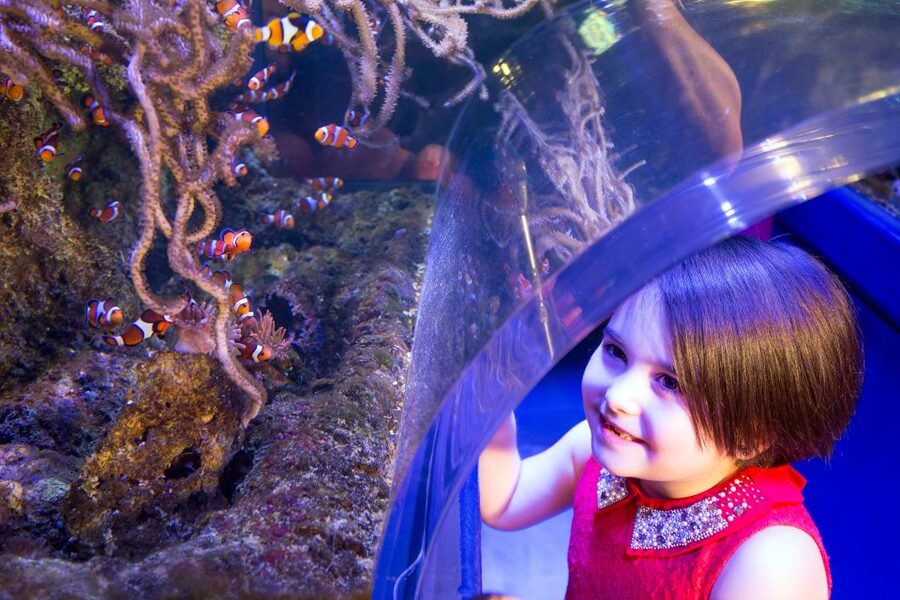 Birmingham: National Sea Life Centre Entrance Ticket - Should you book this SEA LIFE Birmingham ticket?