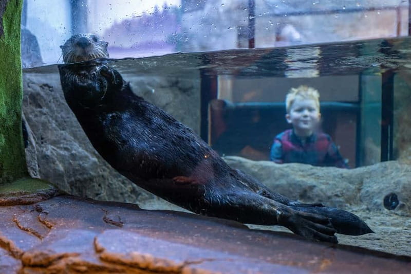 Birmingham: National Sea Life Centre Entrance Ticket - UK’s only 360° Ocean Tunnel plus 4D Cinema, a quick loop under pressure