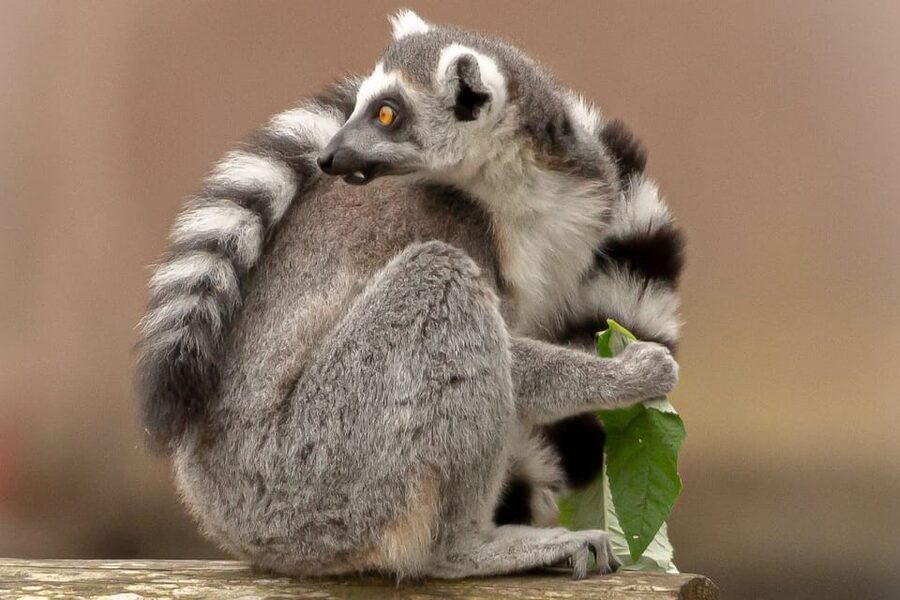 Blackpool: Zoo Admission Ticket - Food and refreshment stops: picnic power, and why prices sting