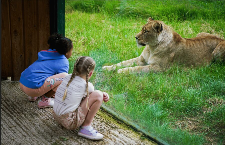 Blackpool: Zoo Admission Ticket - Red pandas, sea lions, and daily keeper talks you can actually use
