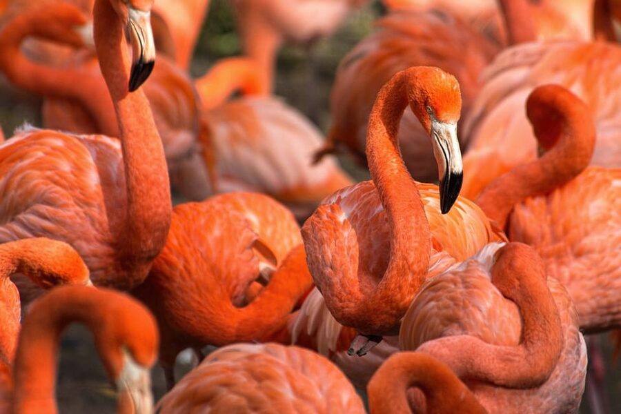 Blackpool: Zoo Admission Ticket - Walk-through attractions: Getting close to lemurs, wallabies, and birds