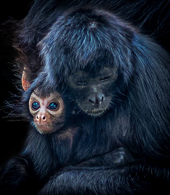 Blackpool: Zoo Admission Ticket - Gorillas and primate enclosures: what to expect, and how to read the mood