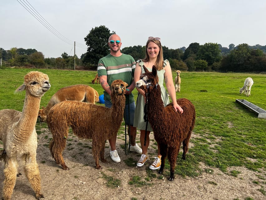 Brackenfield: Alpaca Trek - Small Practical Tips That Make a Big Difference