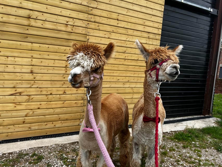 Brackenfield: Alpaca Trek - Meeting at the Barn: Finding Brackenfield Alpacas Without Stress