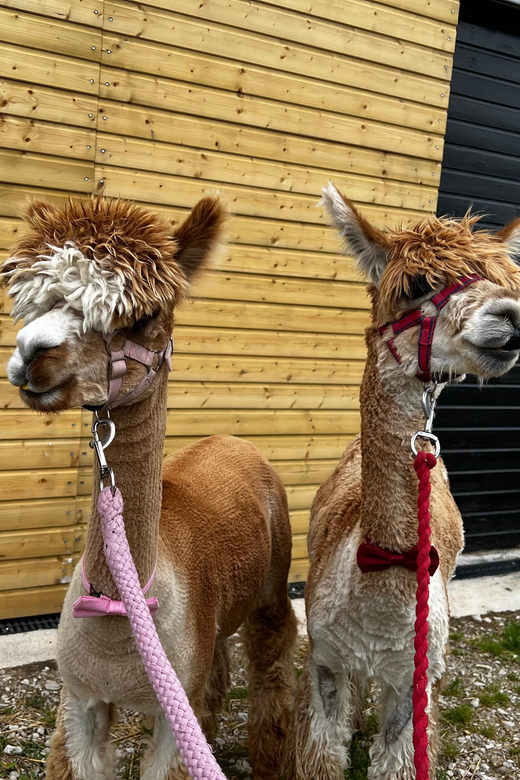 Brackenfield: Alpaca Trek - The Trek Around the Amber Valley Farm: Easy Walking, Real Farm Life