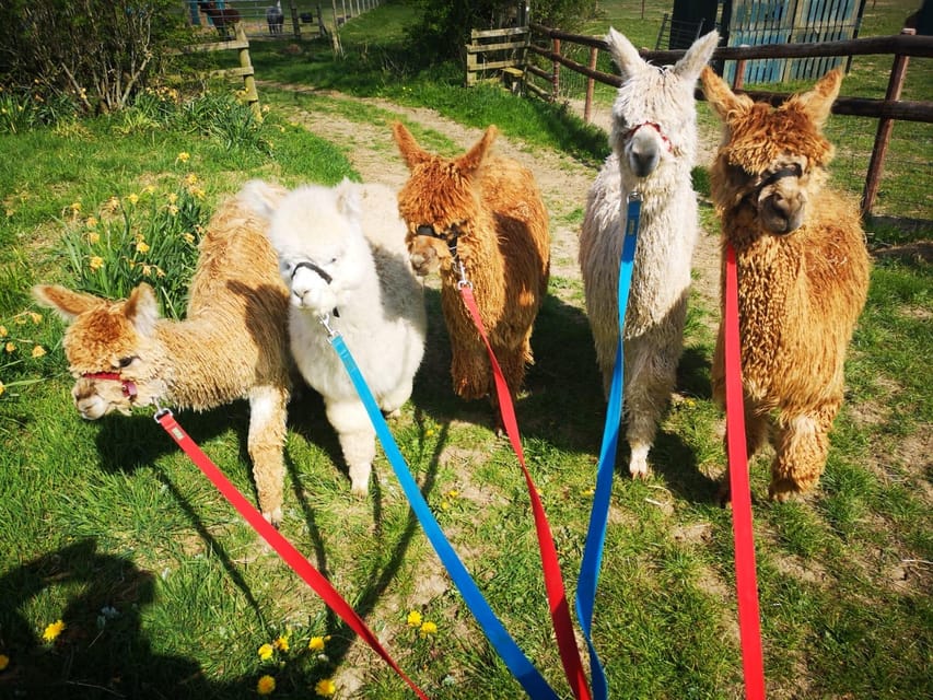 Brackenfield: Alpaca Trek - Choosing How You Experience It: Trek With an Alpaca, or Walk Alongside