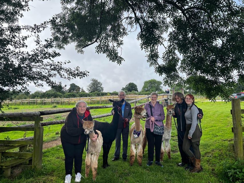 Brackenfield: Alpaca Trek - Hand Feeding the Alpacas: The Part Most People Remember