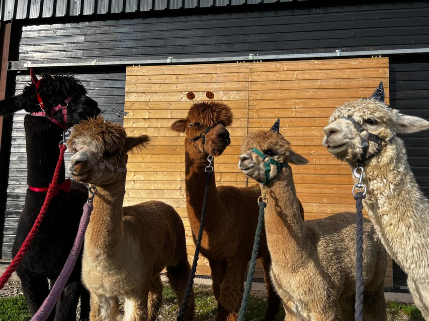 Brackenfield: Alpaca Trek - Price and Value: What $33 Buys You for 90 Minutes