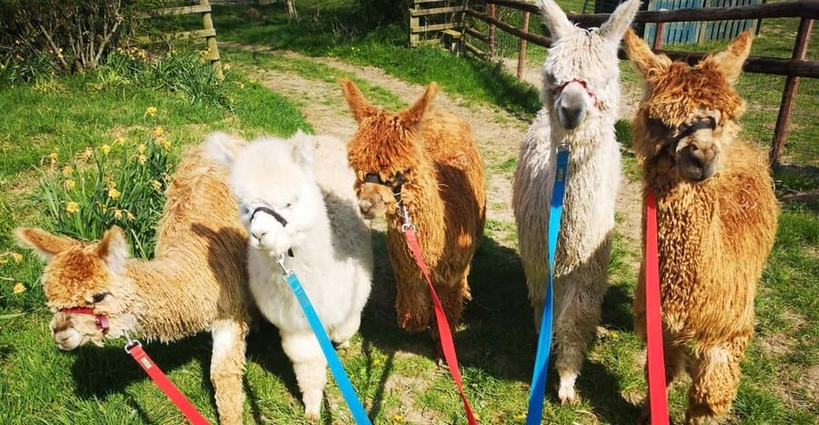 Brackenfield: Alpaca Trek - Your Induction With the Guide: Why It Makes the Trek Better