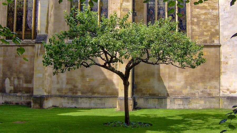 Cambridge: University Walking Tour - Price and Value: Why $22 Often Feels Fair for Cambridge