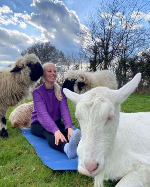 Canterbury: Yoga with Goats and Sheep - Key highlights to know before you book