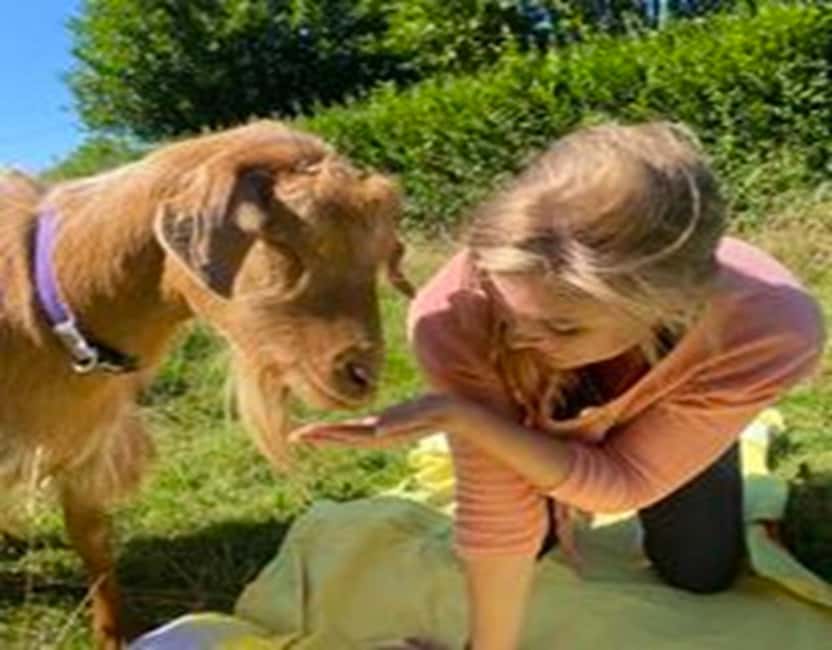 Canterbury: Yoga with Goats and Sheep - Not for everyone: who should skip this session