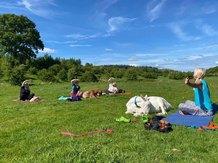 Canterbury: Yoga with Goats and Sheep - 75 minutes of yoga that lets the animals lead