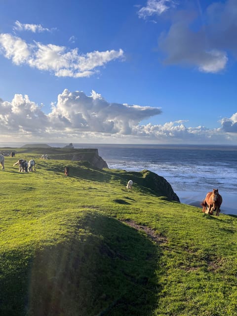 Cardiff: Gower Peninsula's Cliffs Scenic Day Tour - Langland Bay and Caswell Bay: The Cliff-Top Walk You’ll Want to Do