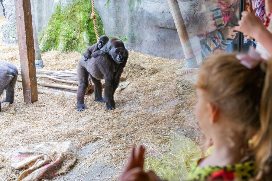 Chessington World of Adventures Resort: Entrance Ticket - Rides and Attractions Over 40: What That Actually Means for Your Itinerary