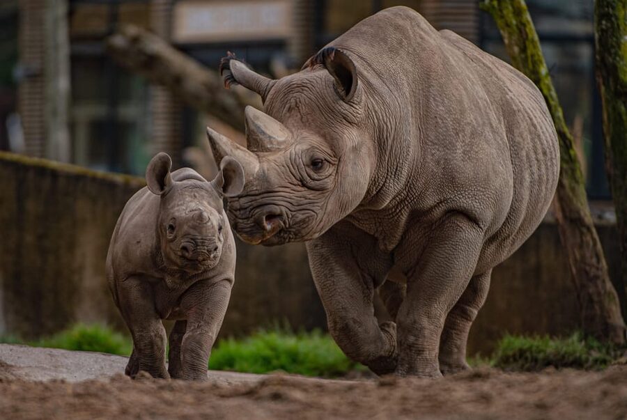 Chester: Chester Zoo Entry Ticket - Heart of Africa: the savannah scenes you will actually linger in