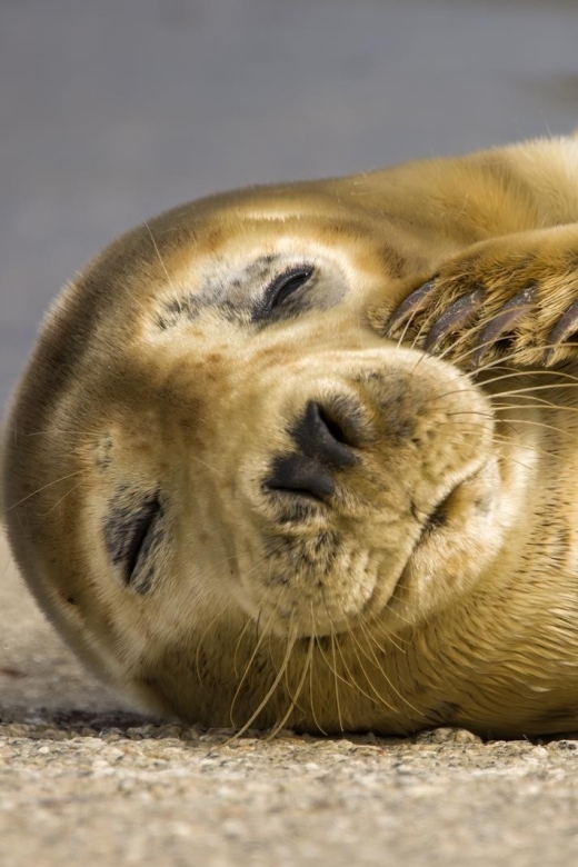 Cornwall: Guided Seal Safari by Boat - Key Highlights You Should Know