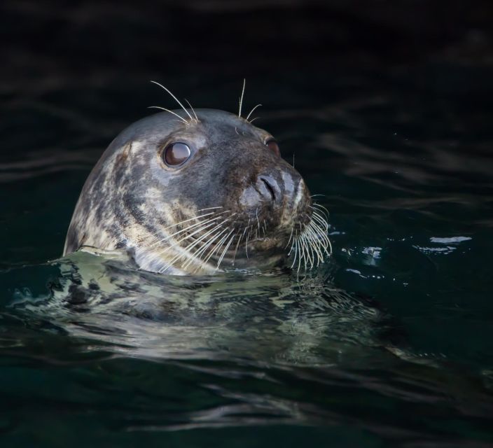 Cornwall: Guided Seal Safari by Boat - How the Hour Flows: Padstow Photo Moment to Seal Scanning