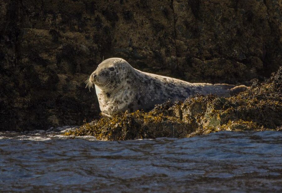 Cornwall: Guided Seal Safari by Boat - Birds, Dolphins, and the Wildlife Mix You Can Actually Plan For