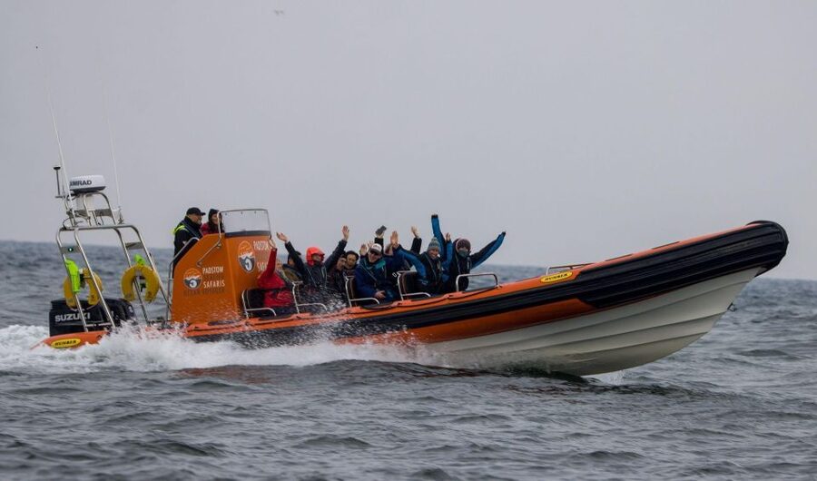 Cornwall: Guided Seal Safari by Boat - The Live Guide Factor: Real Local Talk, Not Just a Script
