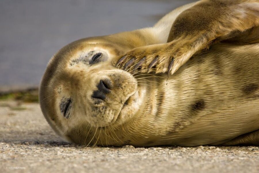 Cornwall: Guided Seal Safari by Boat - Who This Tour Fits Best, and Who Should Skip It