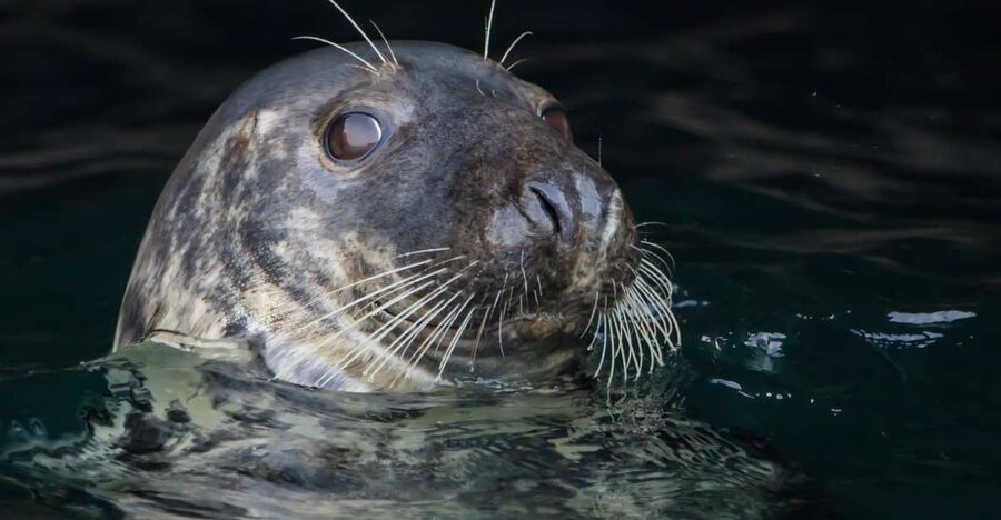 Cornwall: Guided Seal Safari by Boat - The Boat Experience: Fast, Bouncy, and Built for Cornwall’s Coast