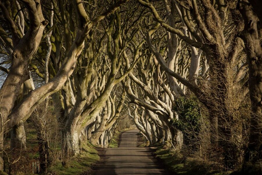 Dublin: Giant's Causeway, Dark Hedges & Titanic Guided Tour - 6:45 AM Departures and the Basalt Maze at Giant’s Causeway