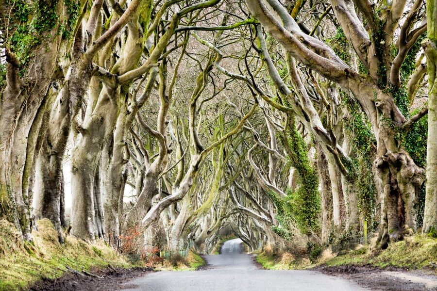 Dublin: Giants Causeway, Dark Hedges, Dunluce & Belfast Tour - Belfast City Hall in about 1.5 hours: your flexible taste of the capital