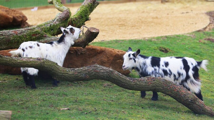 Dunstable: Whipsnade Zoo Full-Day Entrance Ticket - Key things that make this ticket worth it