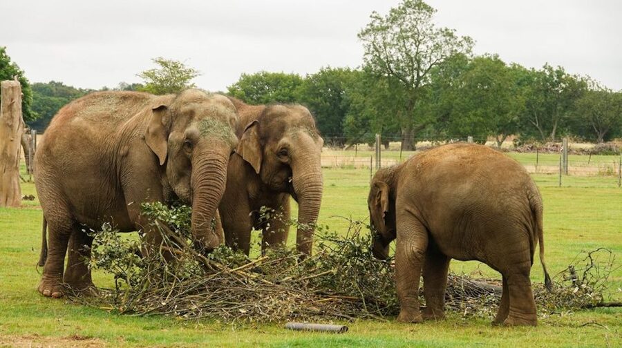 Dunstable: Whipsnade Zoo Full-Day Entrance Ticket - Your one-day plan: how to make the most of Whipsnade