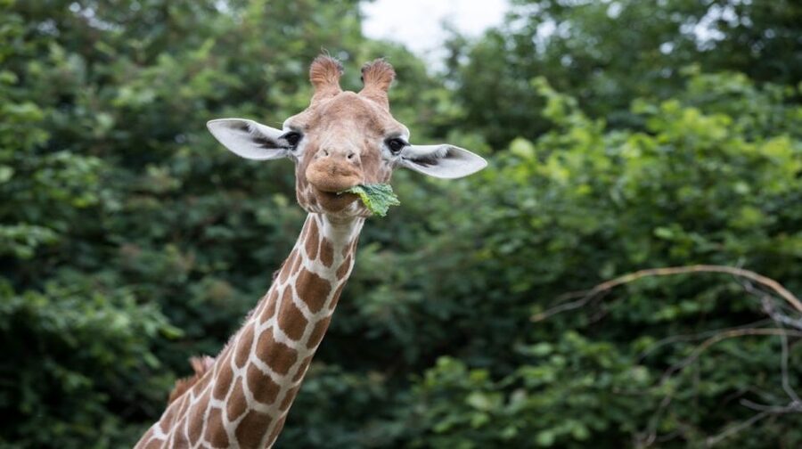 Dunstable: Whipsnade Zoo Full-Day Entrance Ticket - The outdoor animal highlights: rhinos, lions, tigers, and the big-habitat feel