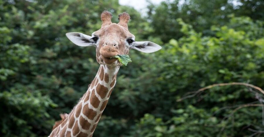 Dunstable: Whipsnade Zoo Full-Day Entrance Ticket - Entering the zoo: what to do right after you arrive
