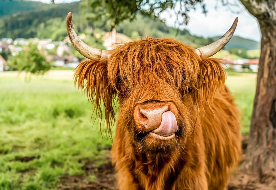 Edinburgh: Loch Ness, Glencoe & the Scottish Highlands Tour - From Castle Terrace to the Highlands: the real start of your day