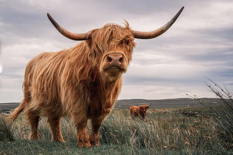 Edinburgh: Loch Ness, Inverness & Highlands Tour in Spanish - Key highlights at a glance