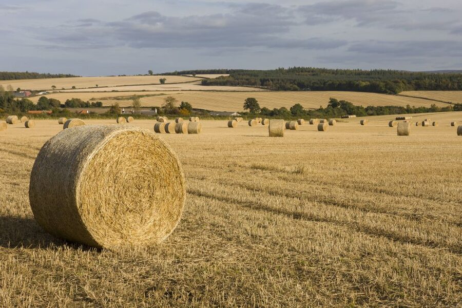 Edinburgh: Rosslyn Chapel, Borders & Glenkinchie Distillery - How the guide and small-group format shapes your day