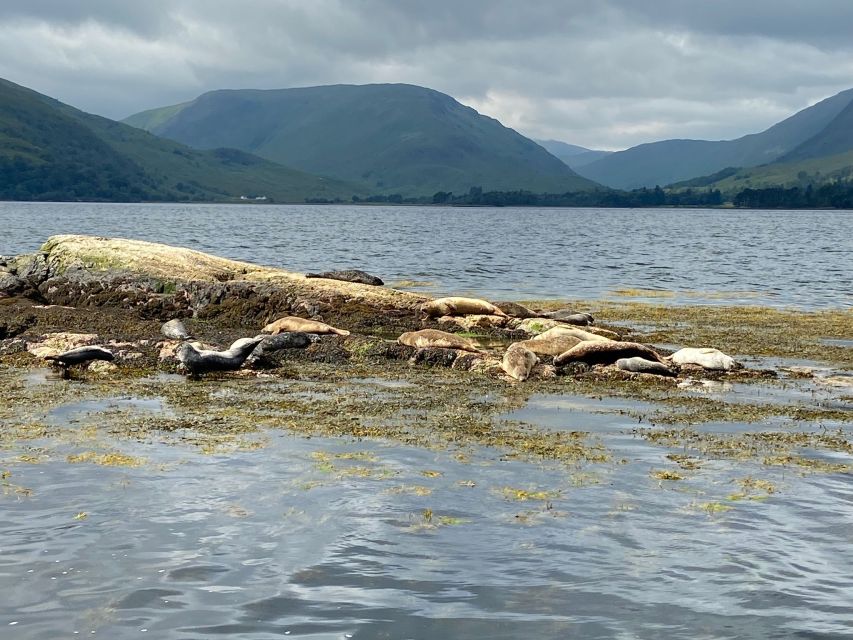 Fort William: Seal Island Boat Tour - The Boat Ride Experience: Comfort, Stability, and Weather Reality
