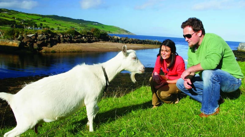 From Belfast: Giant's Causeway, Dunluce Castle & Dark Hedges - Who This Day Trip Suits Best, and Who Should Rethink It