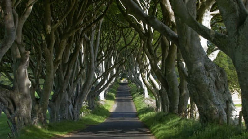 From Belfast: Giant's Causeway, Dunluce Castle & Dark Hedges - Giant’s Causeway: UNESCO Hexagons, Legends, and Choosing Your Walking Route