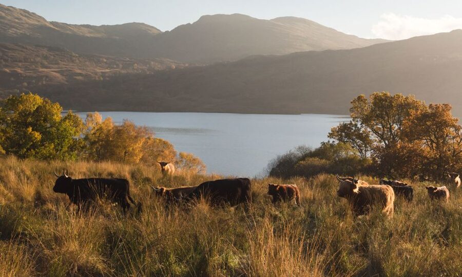 From Edinburgh: Glasgow & Scottish lakes Spanish Tour - Loch Lomond: the big lake, the photo stop, and what to do with your time