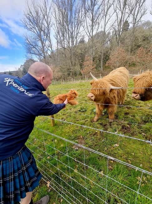 From Edinburgh: Glenfinnan, Fort William and Highland Cows - Fort William: lunch, Nevis Range energy, and Loch Linnhe time
