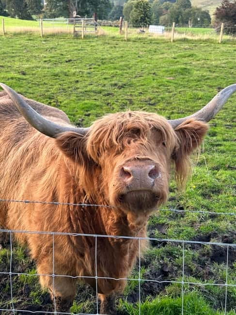 From Edinburgh: Glenfinnan, Fort William and Highland Cows - Leaving Edinburgh and reaching Callander, the Gateway to the Highlands