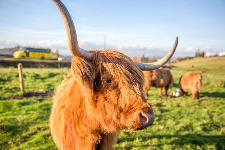 From Edinburgh: Isle of Skye & The Highlands 3-Day Tour - How to make the most of a whirlwind itinerary (and avoid disappointment)