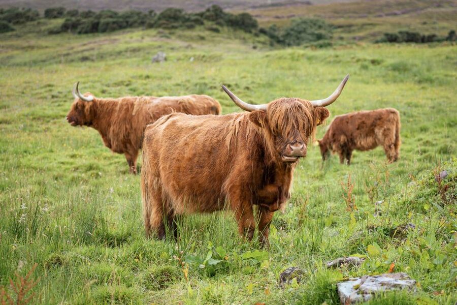From Edinburgh: Loch Ness, Glencoe, and Inverness Tour - Price and value: what $81 covers and what it does not