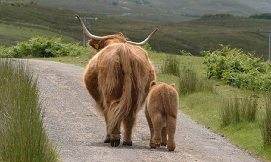 From Edinburgh: Loch Ness & Inverness Tour in Spanish - Should you book this Spanish Loch Ness and Inverness tour?