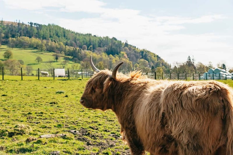 From Edinburgh: Loch Ness & Scottish Highlands Tour - What Makes This Tour Good Value For $54